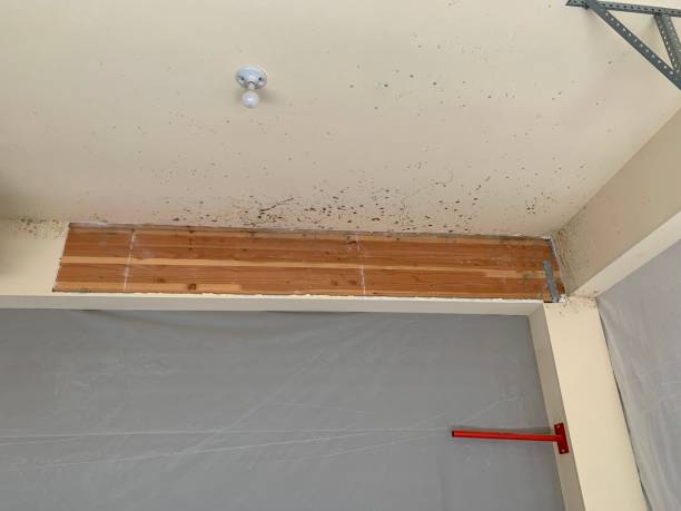 Best Air Quality Testing for Mold Spores  in Bessemer, MI