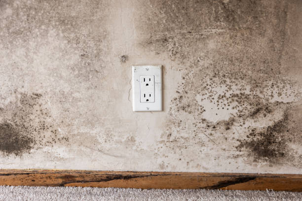 Trusted Bessemer, MI Mold Removal Experts